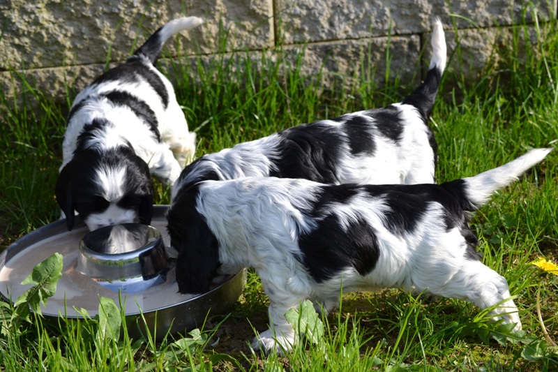 Vrh H a CH 10-Hanny, Haidi, Hart.JPG